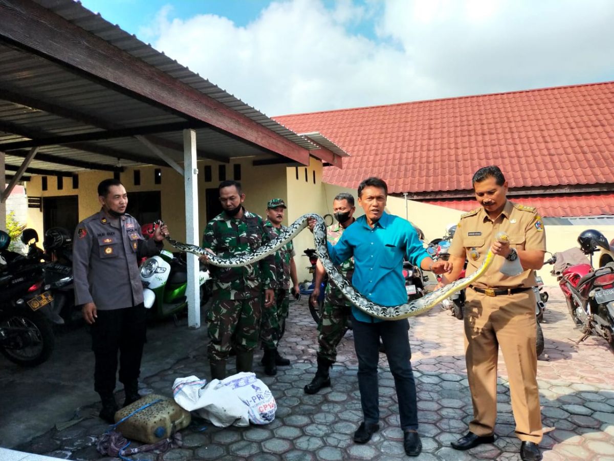 ular sanca kembang yang melilit pencari kodok di Blitar hingga tewas (Foto / Metro TV)