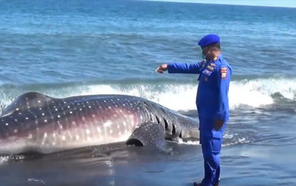 Hiu Tutul Seberat 1,5 Ton Terdampar di Pesisir Laut Selatan Jember