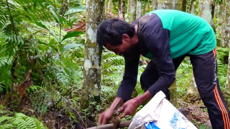 Sosok Pak Daim yang tengah sibuk merawat pohon pinang yang ia tanam di lereng Gunung Lemongan (Foto / Istimewa)