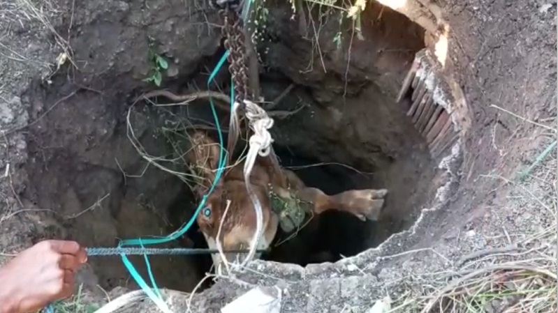 Sapi masuk sumur di Mojokerto dievakuasi, tetapi tak lama setelah itu sapi mati (Foto / Metro TV)