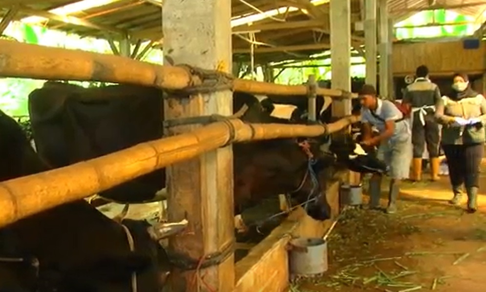Salah satu kandang peternak sapi di Lumajang/metrot