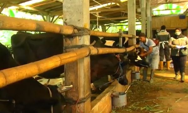 Lumajang Lamban, 8 Ribu Dosis Vaksin PMK Dikembalikan
