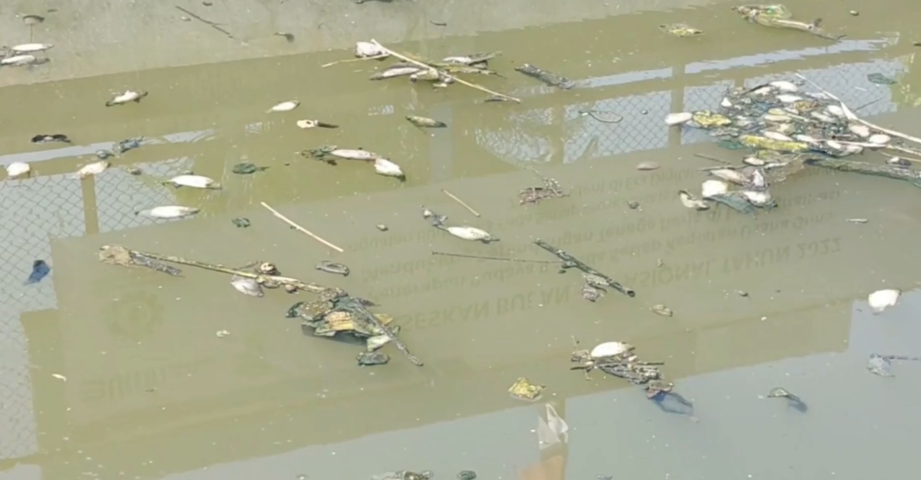 Ikan beragam jenis mati secara misterius di sungai depan Gardu Induk PLN, tepatnya  Jalan Sunan Drajat Kota Lamongan, 