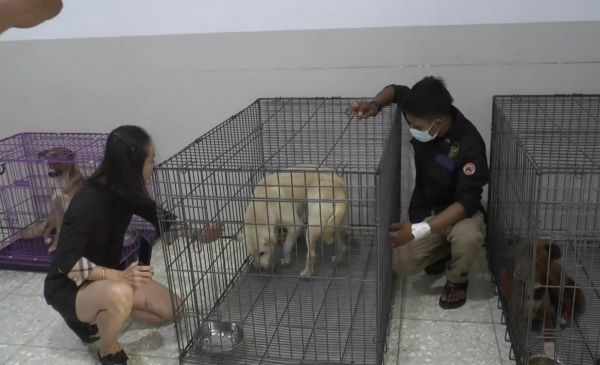4  Anjing Korban Rumah Jagal Dirawat di Klinik Hewan