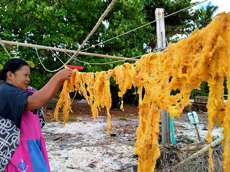 Seorang nelayan panen ikan terbang (Foto / Istimewa)