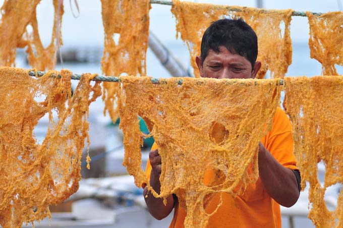 Salah satu nelayan tengah mengeringkan telur ikan terbang yang berhasil ditangkap (Foto / Istimewa)