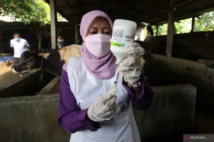 Dokter hewan dari Pusat Veteriner Farma (Putvetma) Surabaya mempersiapkan vaksin wabah penyakit mulut dan kuku (PMK) untuk sapi di kandang kawasan Taman, Sepanjang, Sidoarjo, Jawa Timur, Selasa (14/6/2022). ). ANTARA FOTO/Umarul Faruq/rwa.
