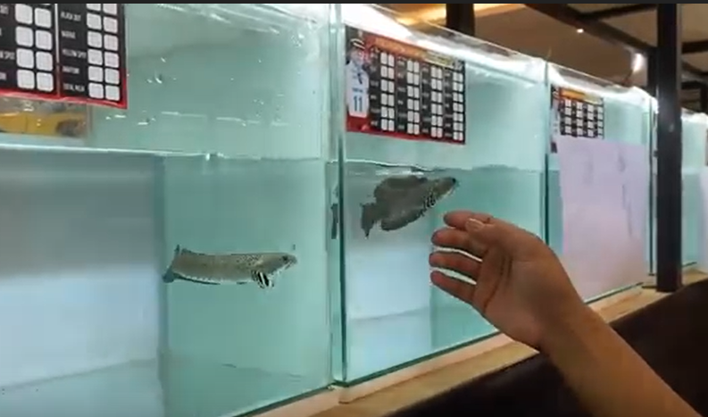 Kontes Ikan Chana di Kota Blitar/metrotv