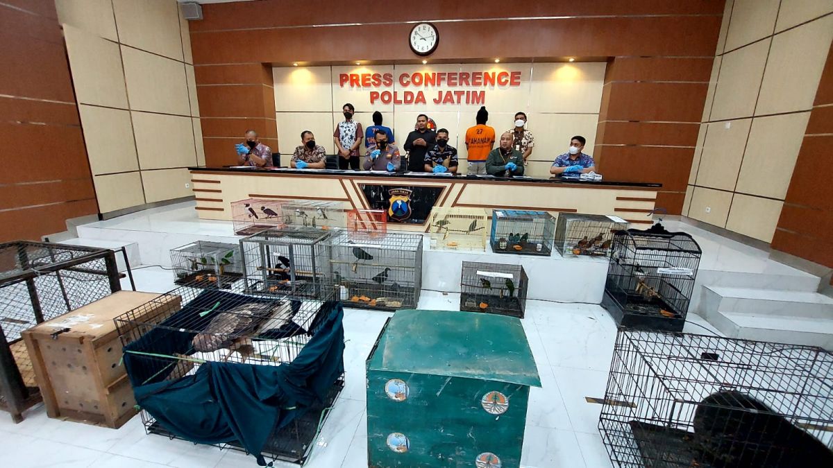 Ratusan satwa liar dilindungi diamankan Polda Jatim (Foto / Metro TV)