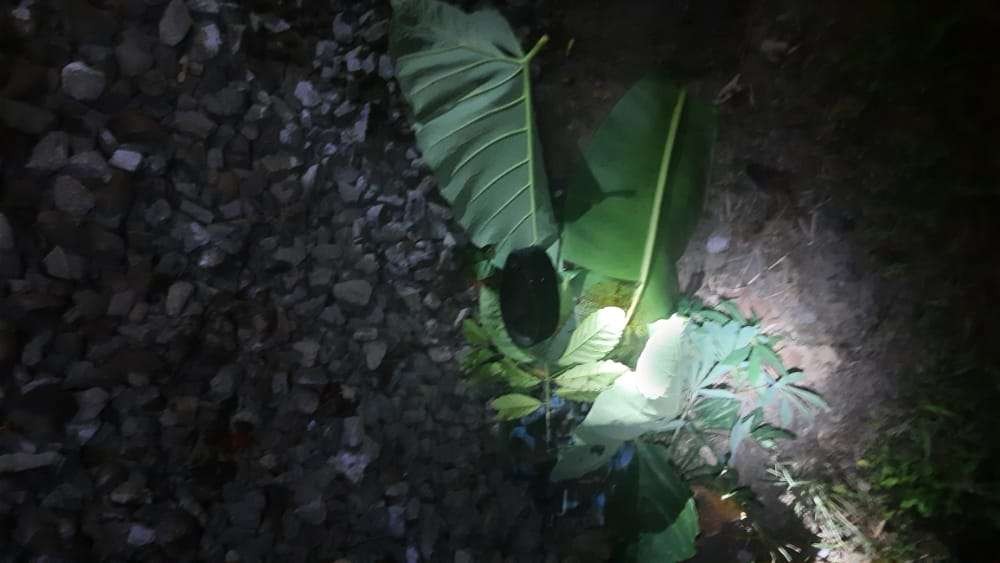 Pulang dari Sawah, Petani di Jember Tewas Disambar Kereta