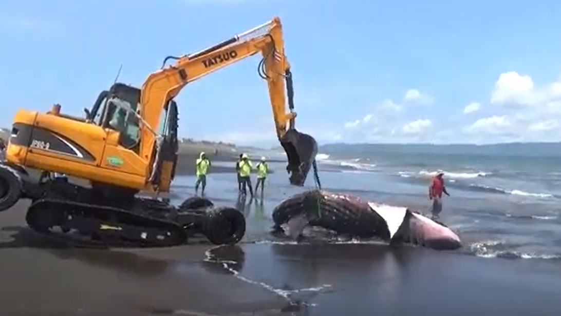 Mati Lagi, Hiu Tutul Terdampar di Pantai Selatan Jember