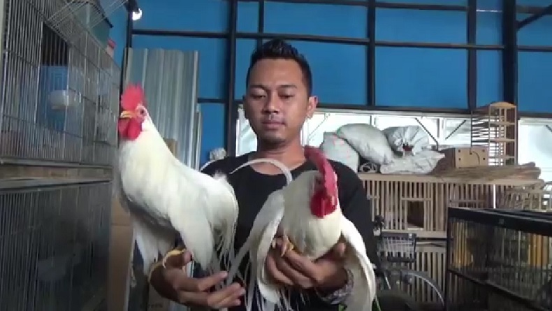 Cuan Berlimpah dari Budidaya Ayam Onagadori