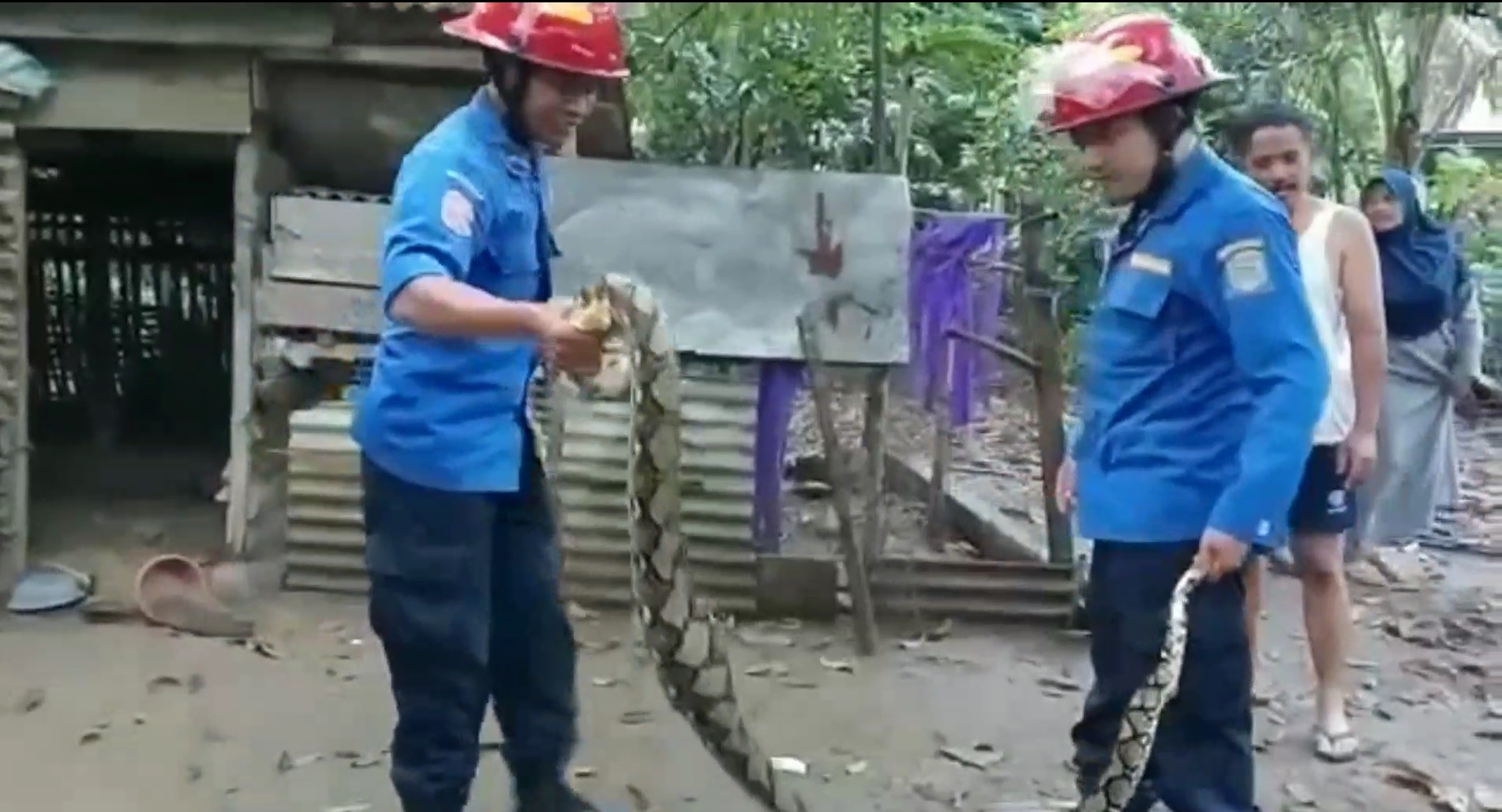 Lagi, Petugas Damkar Trenggalek Tangkap Ular Piton Sepanjang 2,5 Meter