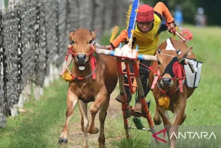 Arsip foto - Sepasang sapi lari dengan kencang dengan joki anak-anak pada latihan karapan sapi di Lapangan Karangan Sapi di Desa Durbuk, Kecamatan Pademawu, Pamekasan. ANTARA/Saiful Bahri.