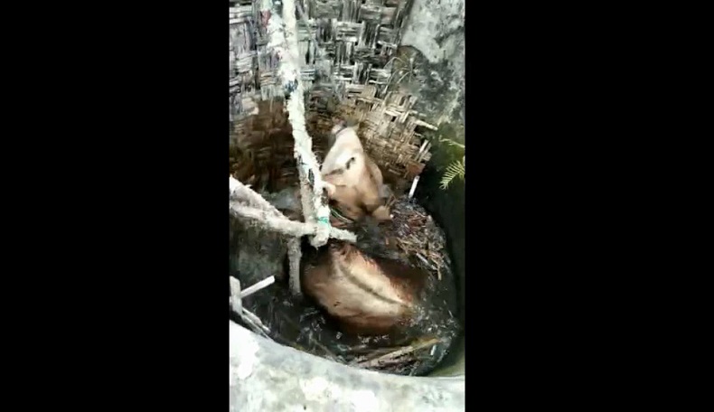 Proses evakuasi sapi yang terjatuh dalam sumur di Tuban (Foto / Metro TV)