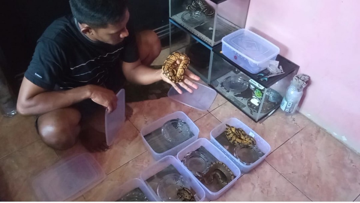 Idris menunjukkan beberapa koleksi ular pitonnya (Foto / Metro TV)