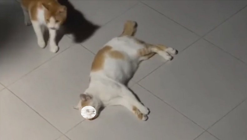 Viral!, Banyak Kucing Mati Diduga Diracun di Perumahan Patraland Place Malang