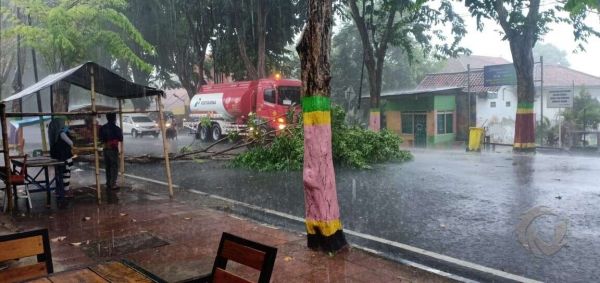 Diterjang Hujan Angin, Jaringan Listrik di Pamekasan Terputus