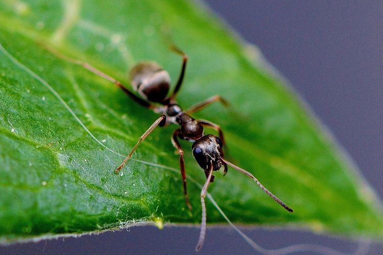 Peneliti Ini Klaim Ketahui Jumlah Semut di Dunia, Kok Bisa?