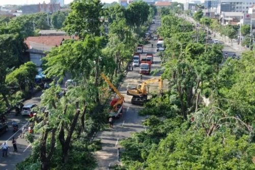 Arsip Foto - Petugas Dinas LIngkungan Hidup (DLH) saat melakukan perantingan pohon di Jalan Ahmad Yani, Kota Surabaya, beberapa waktu lalu (ANTARA/HO-Diskominfo Surabaya).
