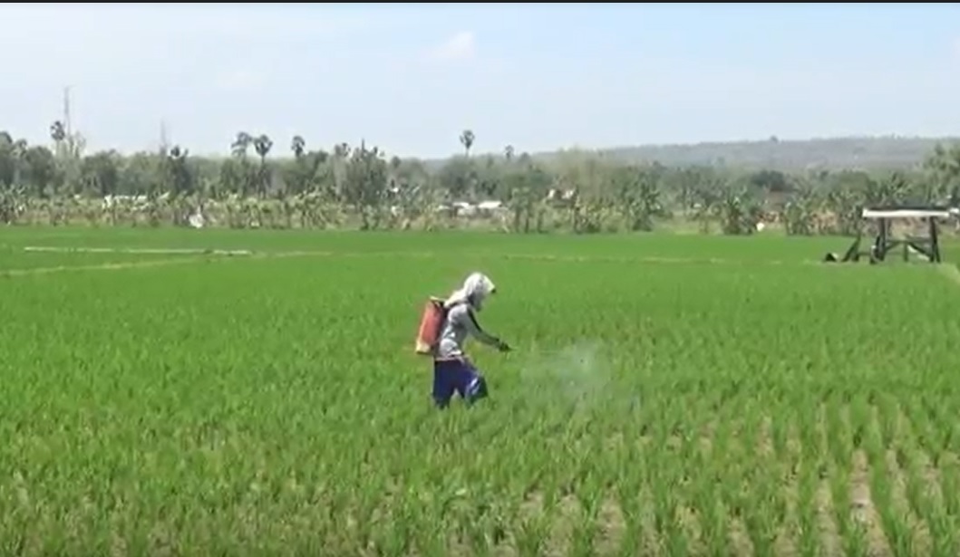Petani di Tuban mengeluh kesulitan mendapatkan pupuk bersubsidi/metrotv