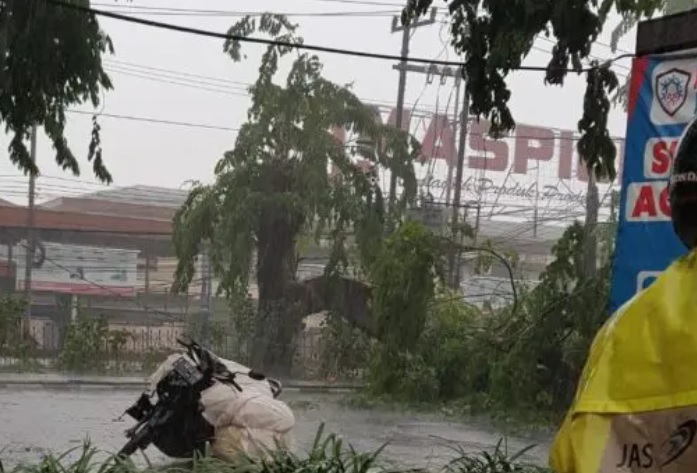 Hujan Deras, Pengendara Motor Pingsan Tertimpa Pohon Tumbang di Bundaran Aloha