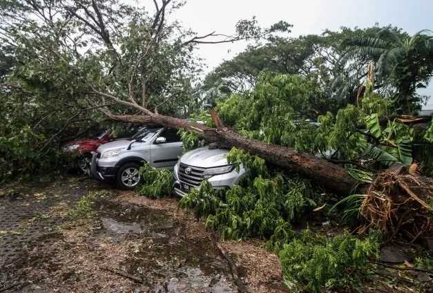 Pohon tumbang timpa mobil di Perumahan Kahuripan Nirwana Sidoarjo/ist