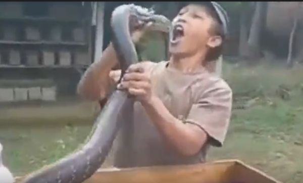 Pawang Ular Tewas Digigit King Cobra