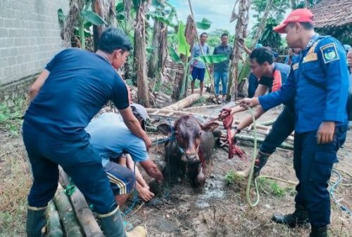 Kondisi sapi setelah berhasil diangkat dari lubang septic tank/ist