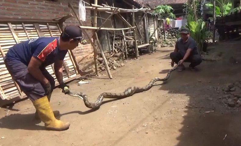 Kerap Mangsa Ternak, Sanca Sepanjang 4 Meter Ditangkap