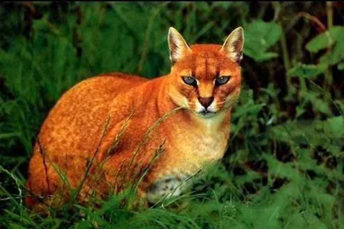 10 Hewan Langka di Indonesia Terancam Punah, Ada Kucing Merah!