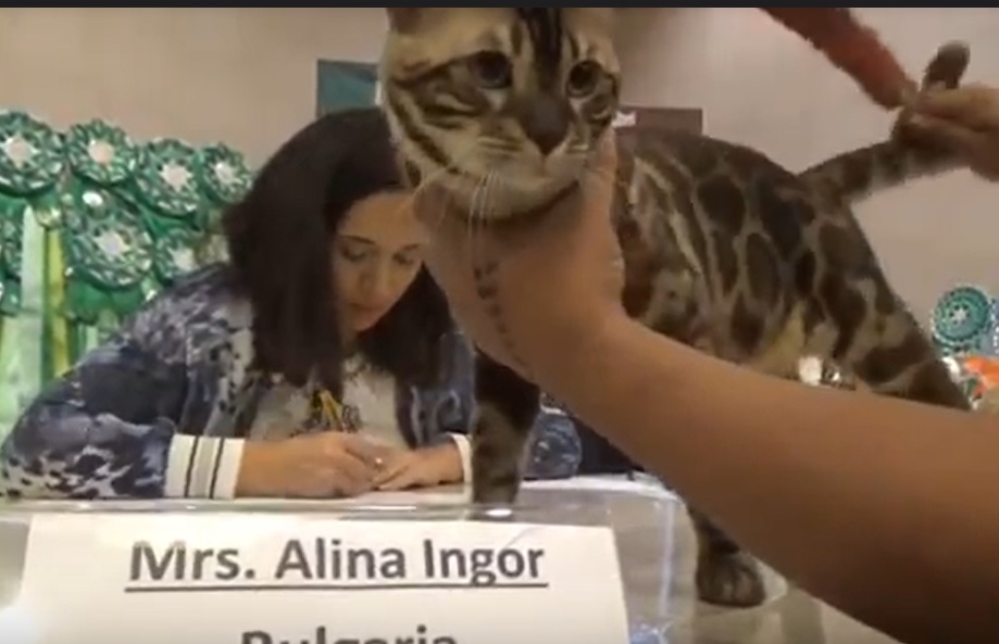 Busok, Kucing Asal Pulau Raas Madura Curi Perhatian di Kontes Internasional