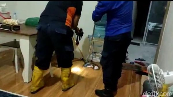 Duh, 2 Ular Kobra Bertengger di Kasur Warga Lamongan