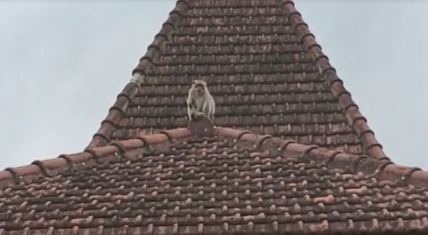 Kawanan Monyet Liar Teror Kantor Kecamatan