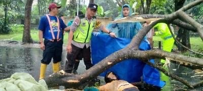 Polisi mengevakuasi korban yang meninggal setelah tertimpa dahan pohon/ist