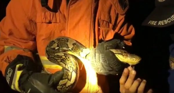 Ular Sanca Teror Pekerja Tebu Mojokerto, 1 Orang Pingsan