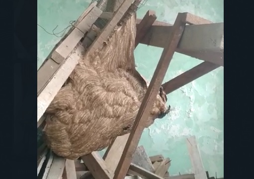 Damkarla Gresik Evakuasi Sarang Tawon Sebesar Kepala Manusia