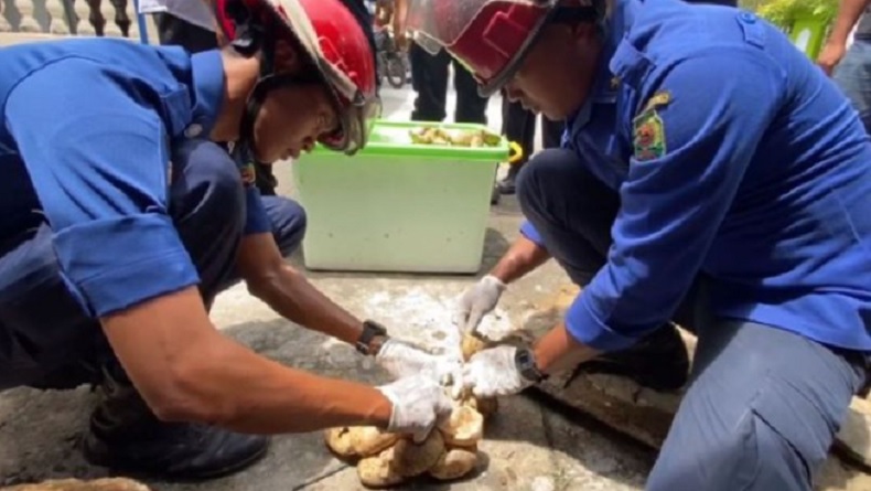 Petugas Damkar Trenggalek mengevakuasi 14 anakan ular piton di saluran rumah warga (Foto / Istimewa)