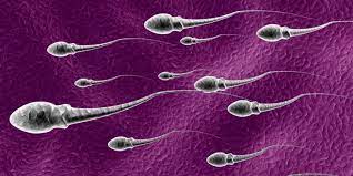 Wah, Jumlah Sperma Manusia di Dunia Menurun, Apa Penyebabnya?