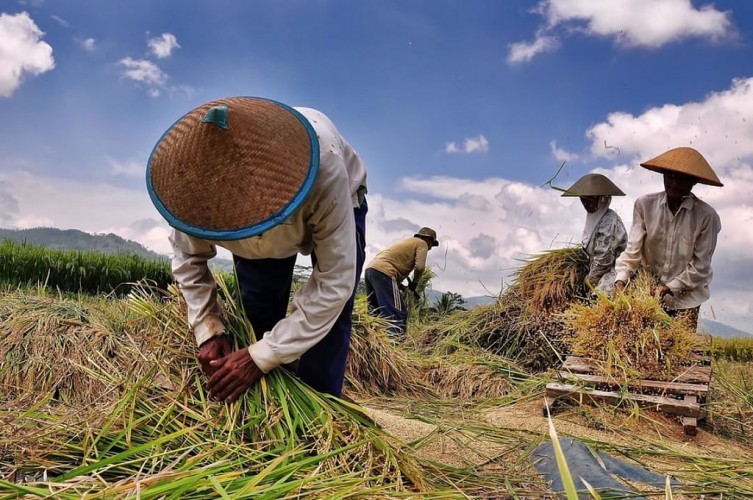 Stok Beras Jatim Aman, Tak Perlu Impor!