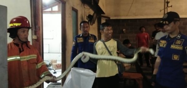 Ngeri, Plafon Warkop di Gresik Dijadikan Sarang Piton