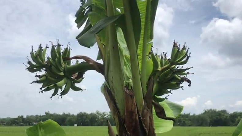 Penampakan pisang bertanda 5 di Bojonegoro (Foto / Istimewa)