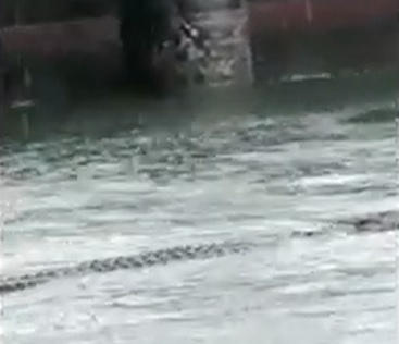 Video viral penampakan buaya yang diduga di sekitar perairan Gresik/metrotv