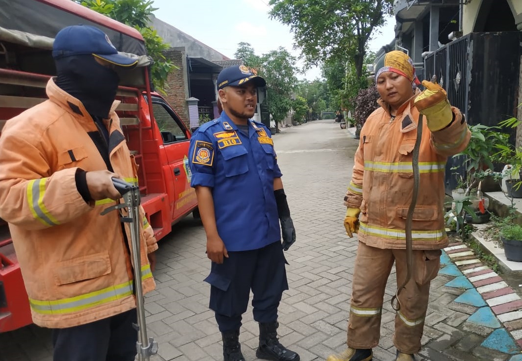 Petugas Damkarla Gresik mengamankan ular kobra yang masuk ke rumah warga (Foto / Istimewa)