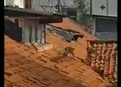 Monyet berada di atas atap rumah warga/metrotv