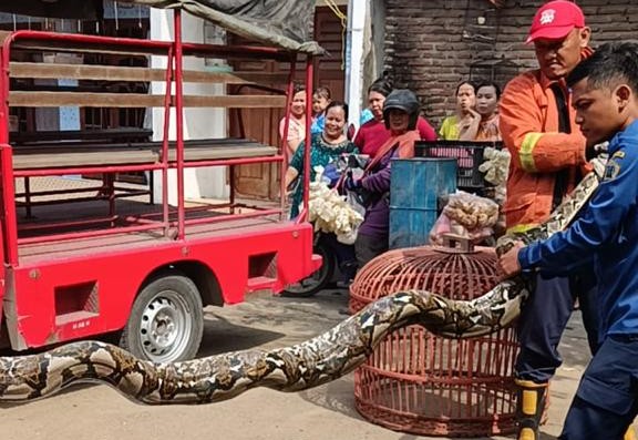 Petugas Damkarla mengamankan ular piton yang memangsa ayam warga (Foto / Istimewa)