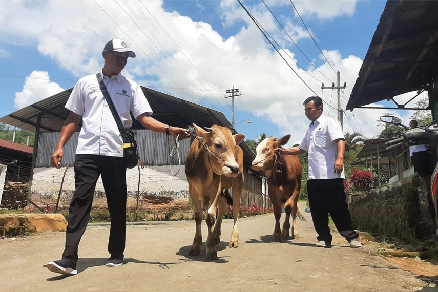 PTPN XII memberikan bantuan modal bagi para peternak sapi di sekitar perkebunan/ist