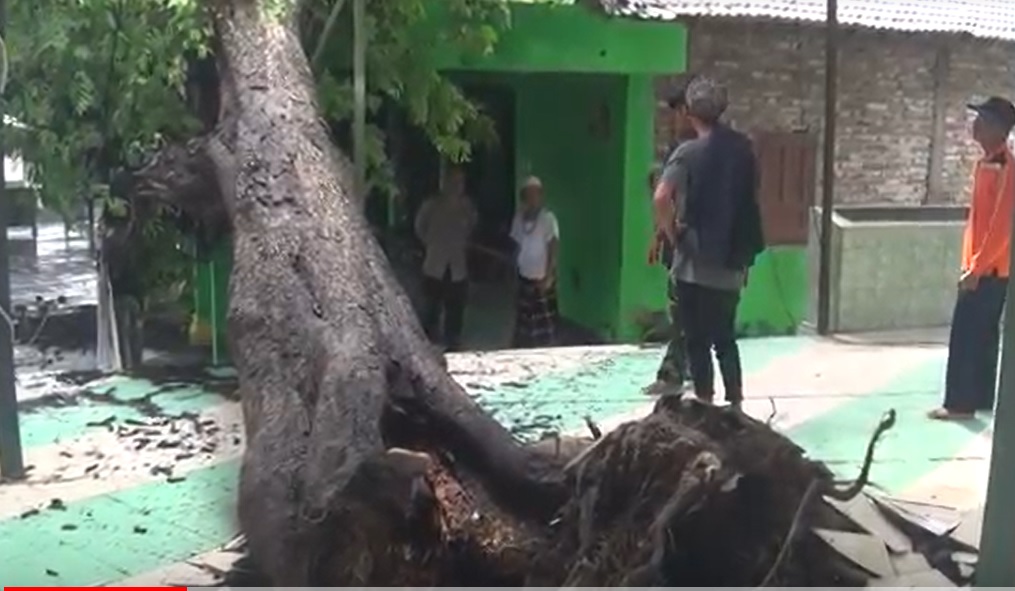 Kondisi pohon asem yang tumbang di area masjid Ponpes Al-Hidayah, Desa Ginuk, Kecamatan Karas, Magetan/metrotv