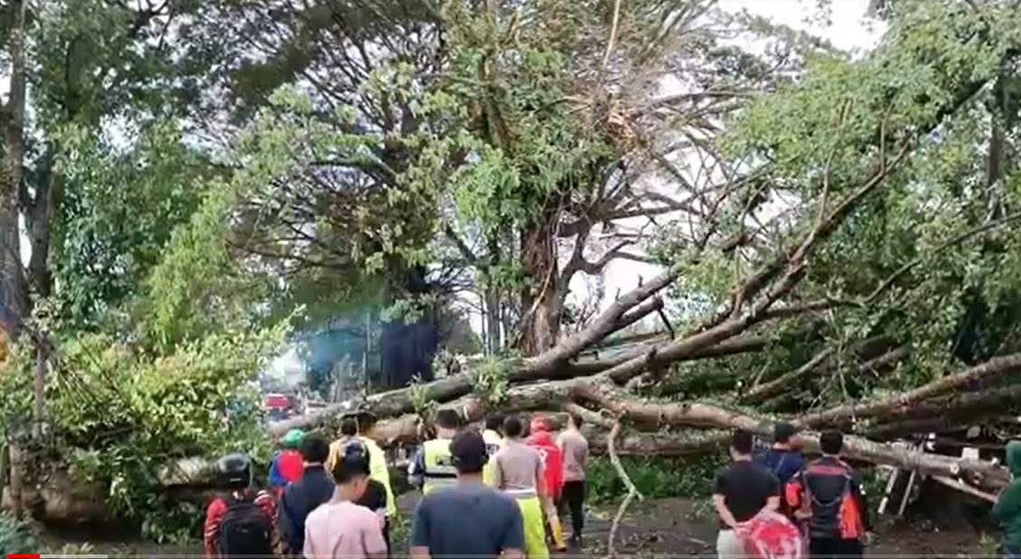 Pohon tumbang menuntup akses jalan Malang-Blitar/metrotv