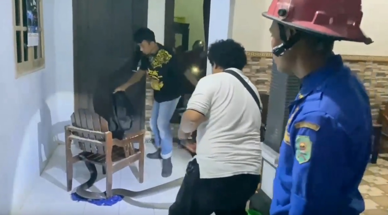 Proses evakuasi king kobra di rumah warga (Foto / Metro TV)